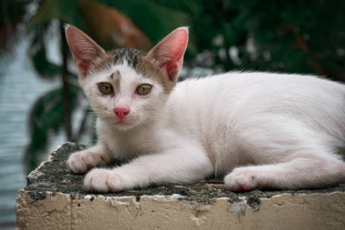Küçük beyaz kedi doğada dinleniyor.