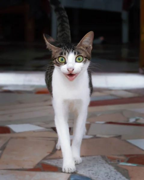 Le chat se frotte la tête contre la jambe du propriétaire — Photo