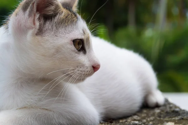 Perfil de um pequeno gatinho de perto — Fotografia de Stock