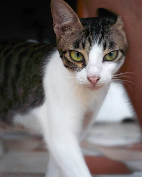 Katten gnider huvudet mot ägarens ben — Stockfoto