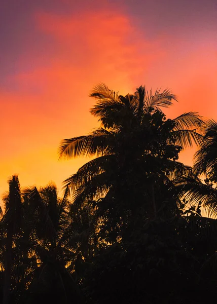 Palmera tropical sobre el cielo del atardecer. Palmeras y hermoso fondo del cielo. Siluetas de palmeras sobre el sol naranja — Foto de Stock