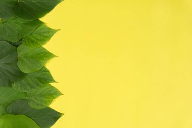 Parlak sarı arka planda yeşil yapraklar. Asgari yaz konsepti