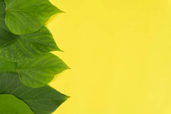 Πράσινα φύλλα σε έντονο κίτρινο φόντο. Ελάχιστη καλοκαιρινή έννοια — Φωτογραφία Αρχείου