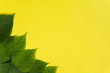 Parlak sarı arka planda yeşil yapraklar. Asgari yaz konsepti