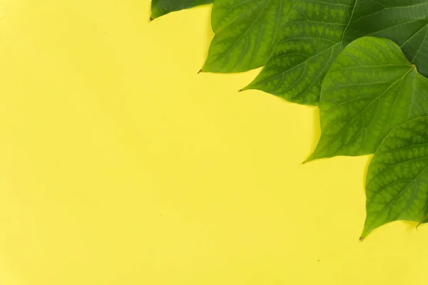 Πράσινα φύλλα σε έντονο κίτρινο φόντο. Ελάχιστη καλοκαιρινή έννοια — Φωτογραφία Αρχείου