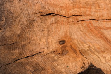 Meşe ağacı kütüğü devrilmiş. Yıllık halkalarıyla gövdenin bir kısmı. Ağaç kes.