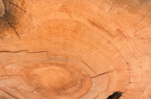 Stump of oak tree felled - section of the trunk with annual rings. Slice wood