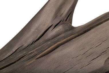 Beyaz bir arka plan üzerinde eski bir meşe ağacının kökleri yapılmış bir ürün. İzole görüntü