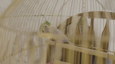 Mavi papağan kafese evde atlar