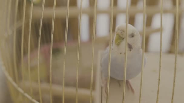 Голубой попугай прыгает на клетку в доме — стоковое видео