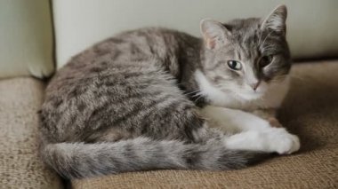 Kedi büyük evdeki kanepede yatıyor.