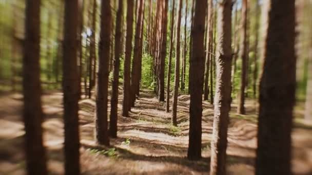 The suns rays make their way through the trunks of fir trees in the forest — Stock Video