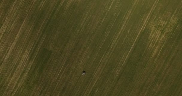 Gli sposi stanno camminando nel campo con erba verde e tempo soleggiato — Video Stock