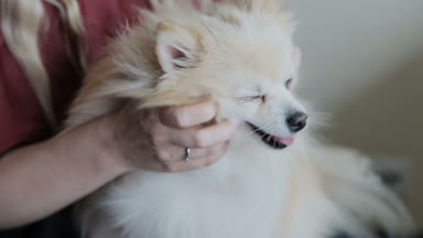 Bir kadın elinde beyaz köpek