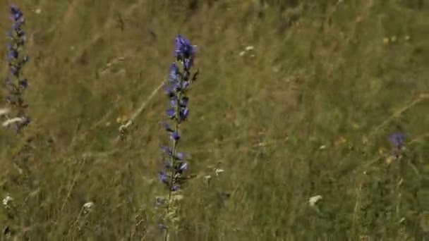 Levandulový květ pole s horami. Provence. — Stock video