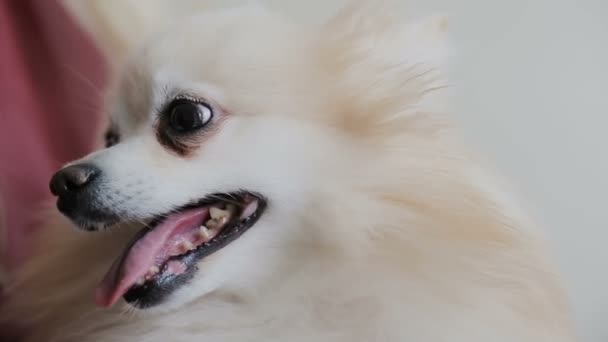 Chien blanc dans les mains d'une femme — Video