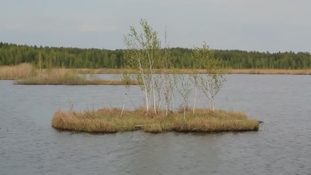 Деревья на маленьком острове среди озера — стоковое видео