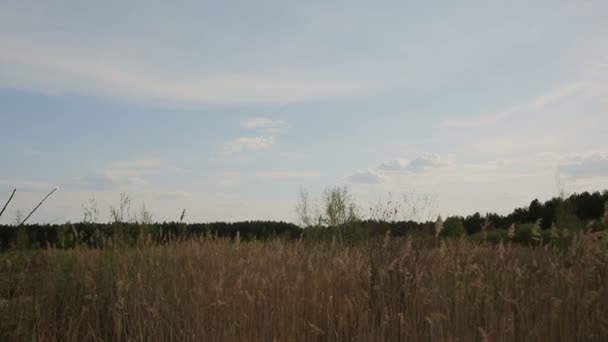 Champ avec des arbres contre le ciel bleu — Video