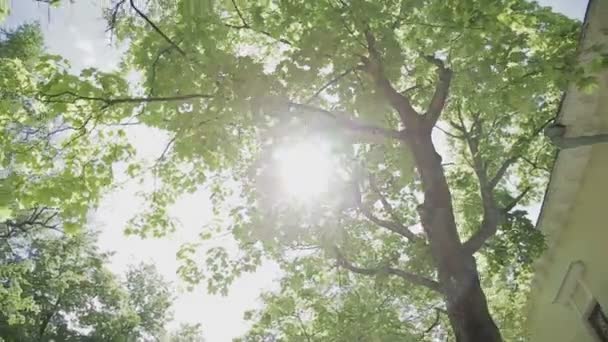 Vídeo 1080p - Coroas de árvores com sol da tarde brilhante e raios — Vídeo de Stock