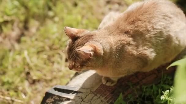 Gato sentado en la calle en un día soleado brillante — Vídeos de Stock