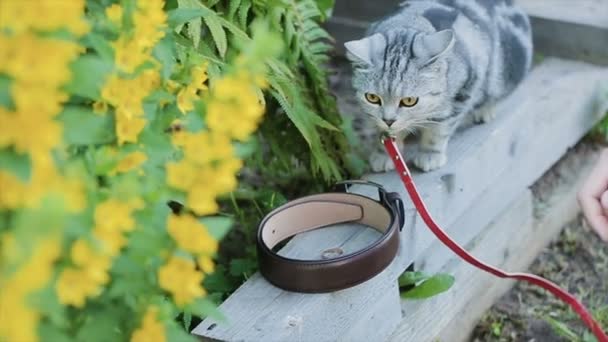 Parlak güneşli bir günde sokakta oturan kedi — Stok video
