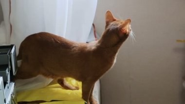 Parlak güneşli bir günde sokakta oturan kedi
