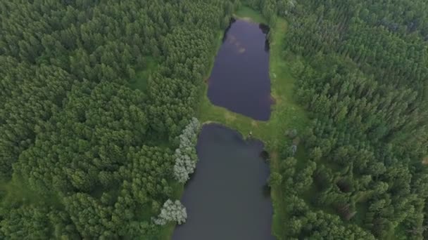 Survol de la forêt avec un lac — Video