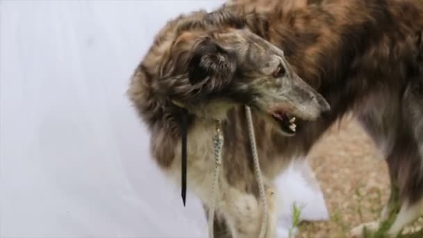 Russo Greyhounds estão andando no parque com pessoas — Vídeo de Stock