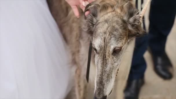 Russische Greyhounds lopen in het park met mensen — Stockvideo