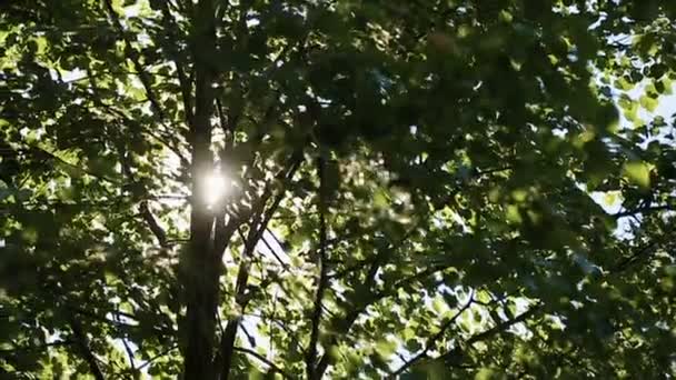 Vídeo 1080p - Coroas de árvores com sol da tarde brilhante e raios — Vídeo de Stock