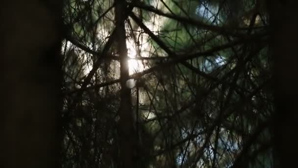 Video 1080p - Crowns of trees with bright afternoon sun and rays — Stock Video