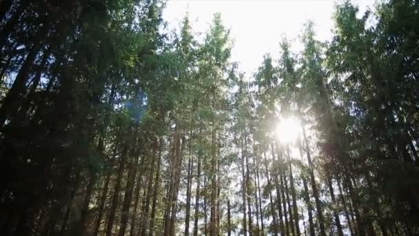 Βίντεο 1080p-κορώνες των δέντρων με φωτεινό απογευματινό ήλιο και ακτίνες — Αρχείο Βίντεο