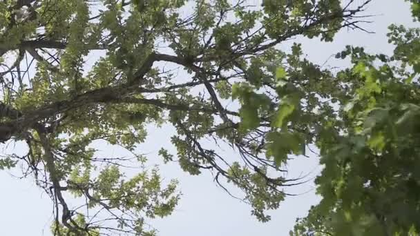 Video 1080p - Corone di alberi con sole e raggi del pomeriggio — Video Stock