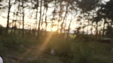 ağaçlar parlak öğleden sonra güneş ışınları ile video 1080p-kron