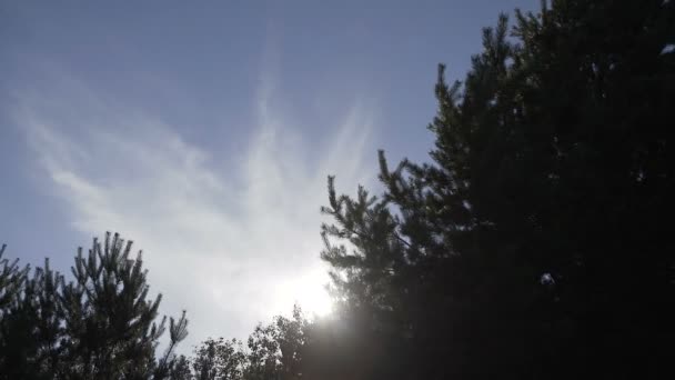 Vídeo 1080p - Coroas de árvores com sol da tarde brilhante e raios — Vídeo de Stock