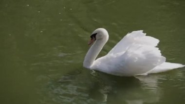Beyaz Kuğu göle temiz su üzerinde yüzer