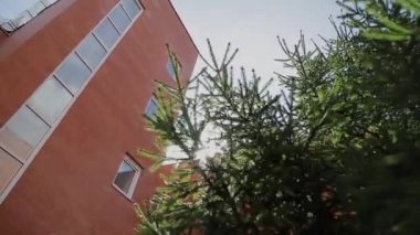 Güneşli bir yeşil ağaç yaprakları