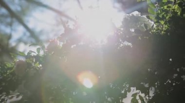 Ağaçlar aşağıdan kron ve mavi gökyüzü görüntüleme. güneşli gün