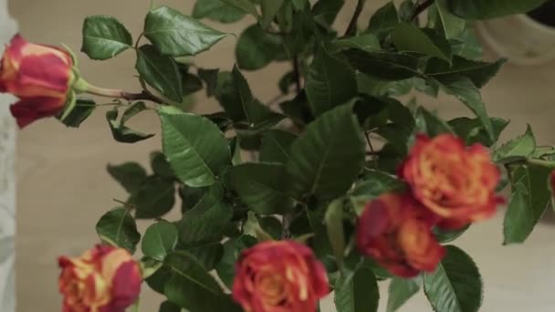 Close up shallow depth of field motion time lapse shot of vivid pink roses drying up and turning purple as they die. — Stock Video