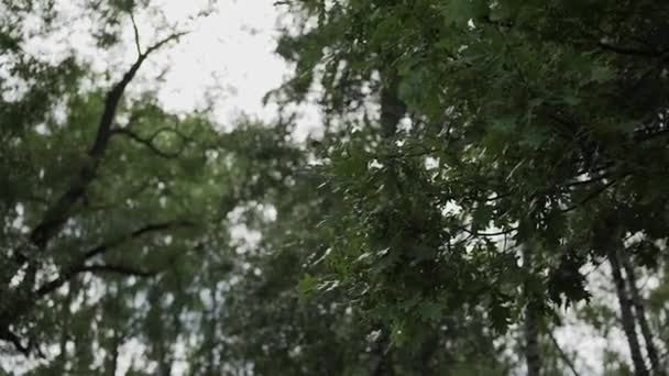 화창한 날에 녹색 나무의 잎 — 비디오