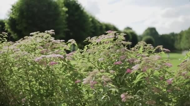 Flores silvestres sobre un fondo de bosque y cielo azul — Vídeos de Stock