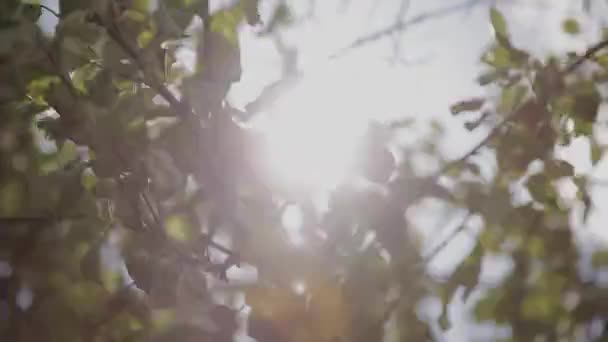 Листья зеленого дерева в солнечный день — стоковое видео