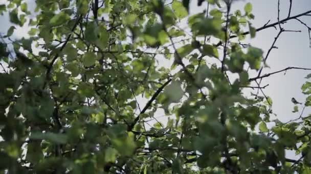 Листья зеленого дерева в солнечный день — стоковое видео