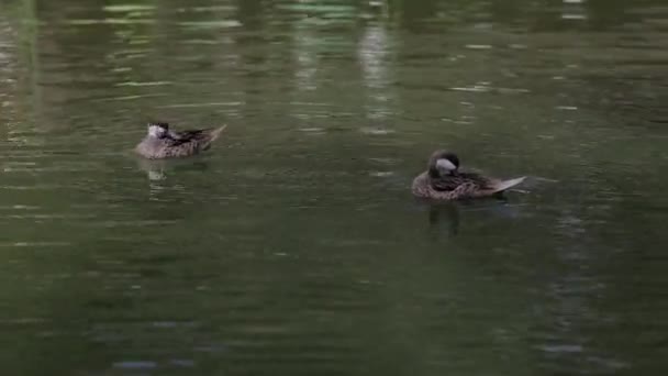 Änder simning i träsket på sommaren, närbild, årta — Stockvideo