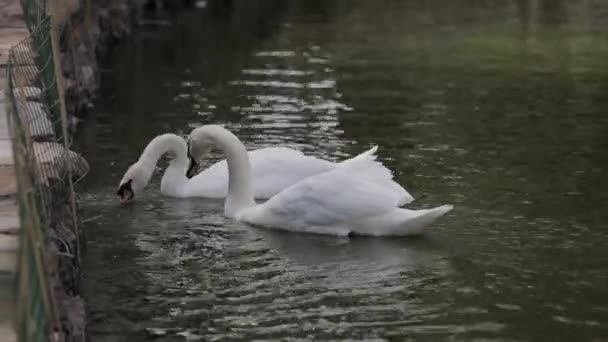 Cygne blanc nage sur le lac en eau claire 