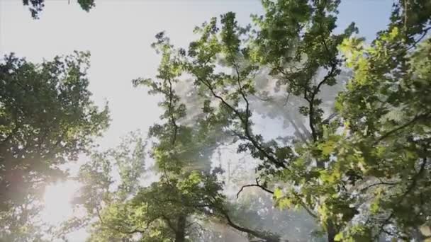 Árvores vista de baixo nas coroas e no céu azul. dia ensolarado — Vídeo de Stock