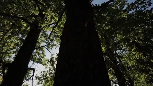 Листя зеленого дерева в сонячний день — стокове відео