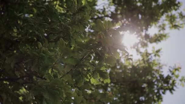 Leaves of green tree on a sunny day — Stock Video
