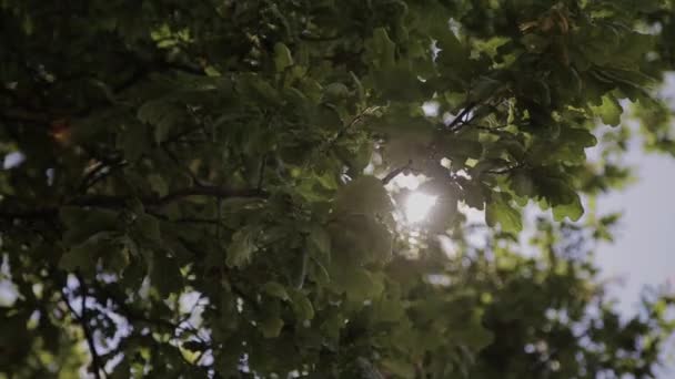 Folhas de árvore verde em um dia ensolarado — Vídeo de Stock