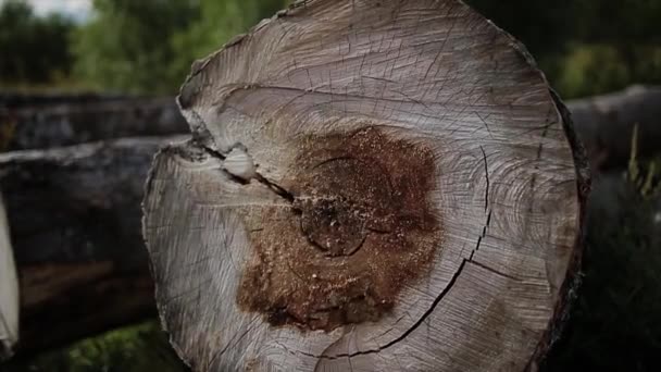 Corte transversal del tronco del árbol aislado en blanco — Vídeo de stock